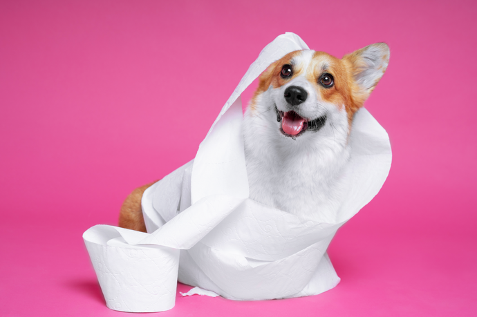Fur-real Tips: How to Potty Train Your Puppy (Without Losing Your Mind or Your Shoes)