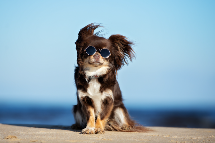 Barking up the Right Tree: 5 Pawsome Up-and-Coming Dog Trends